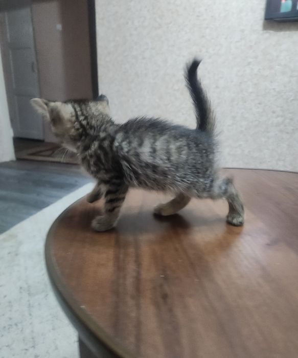 Котёнок отдам срочно