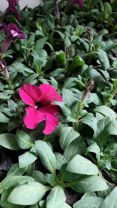 Рассада петуния, бархатцы