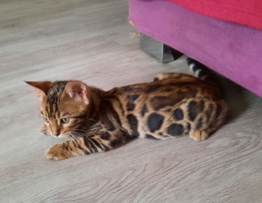 Котята Бенгальской кошки