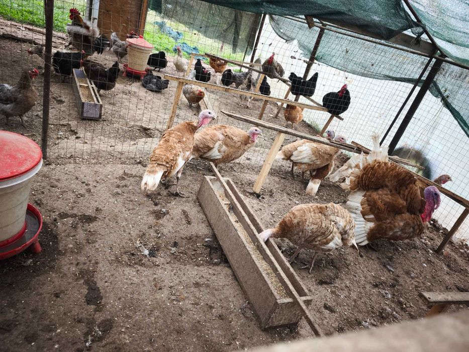 Оплодени Пуешки яйца