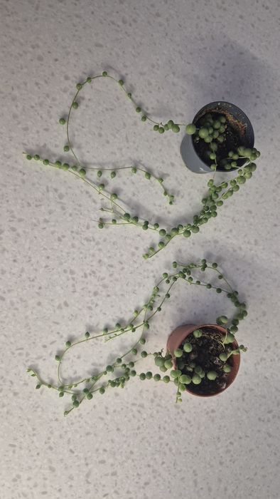 Крестовник роули (круглые бусинки)