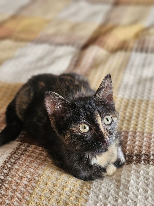 Котенок ( кошечка) Багира