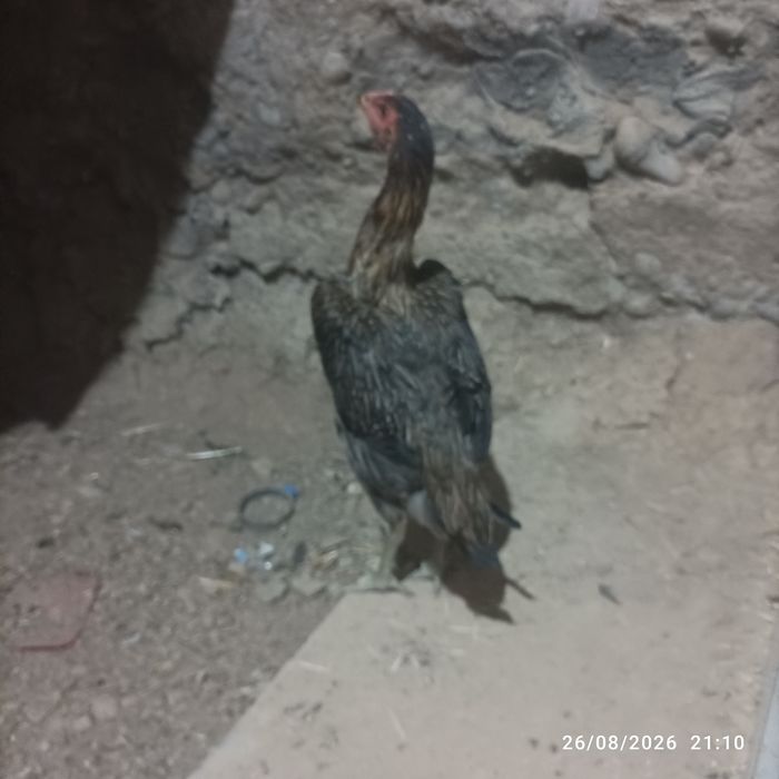 Joʻja tovu bedana par yahshi narsani bolasi