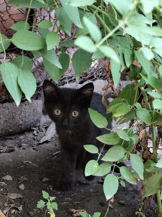 Котята, отдам в хорошие руки.