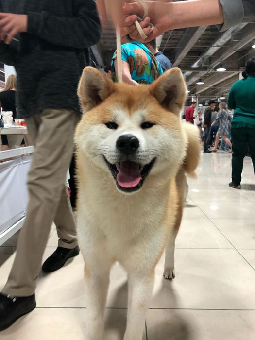 Кобель японской акиты ину