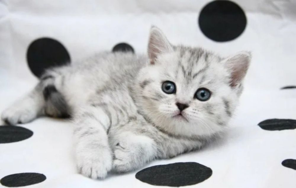 Шотланские котята