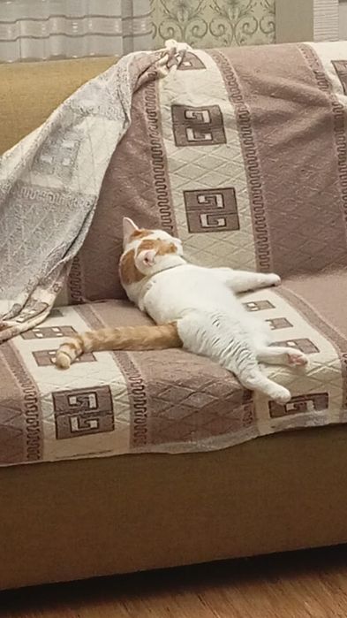 Отдам кота в хорошие руки