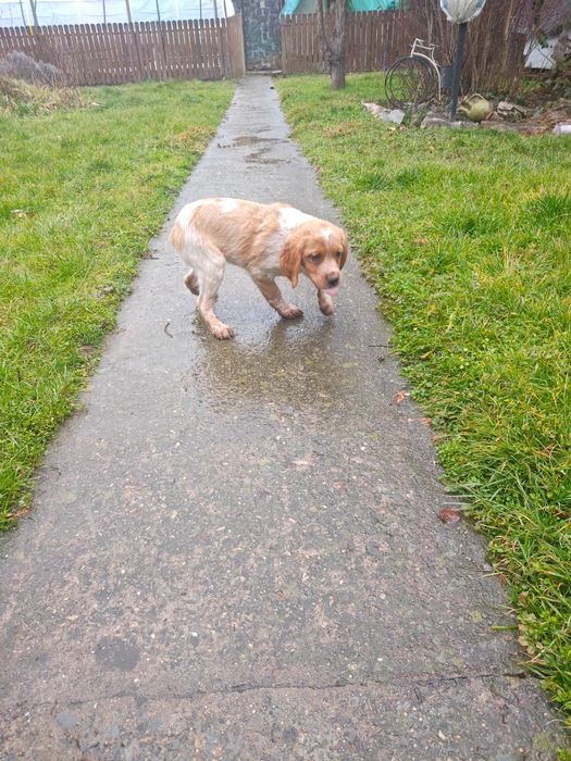 Елитни кученца  Епаньол бретон  от шампионско потекло