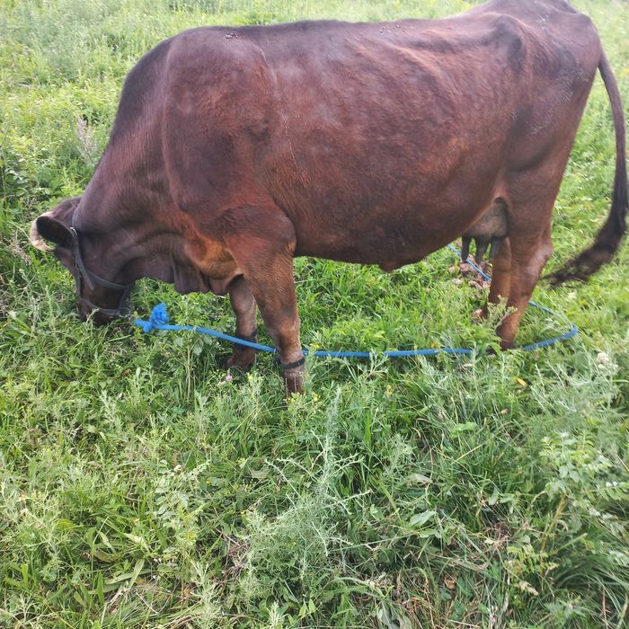 Продам дойную корову.