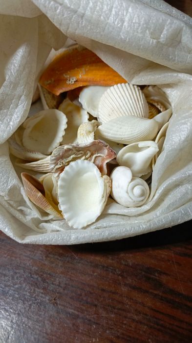 Продам ракушки для аквариума