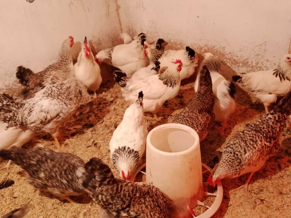 Адлерская серебристая