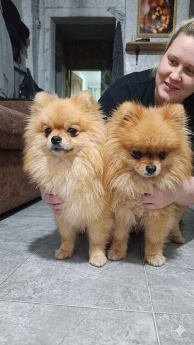 Шпицы 1,5 годика умные