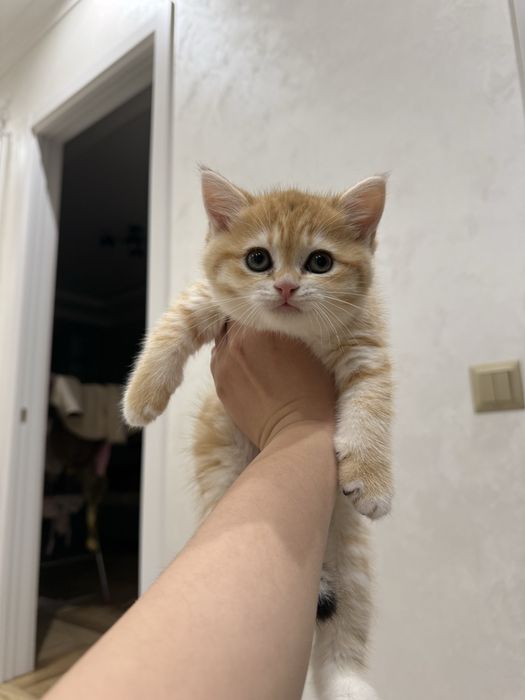 Золотая шиншилла