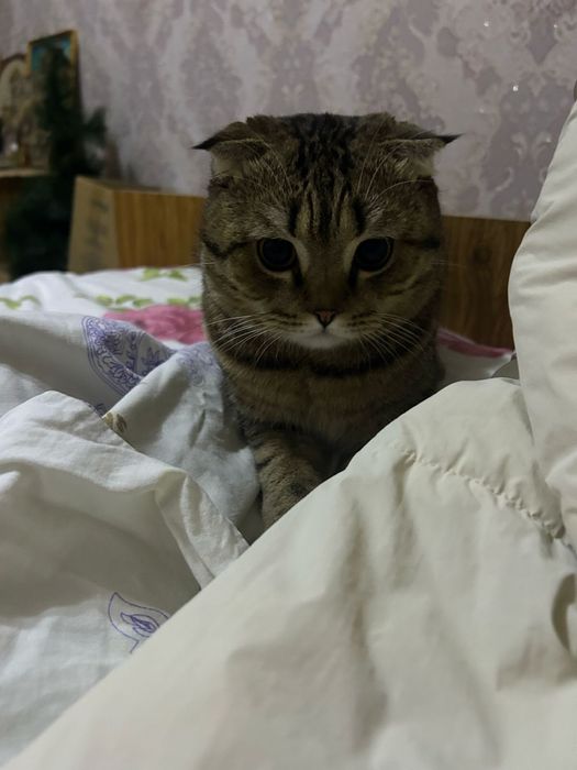 Вязка кота  британец
