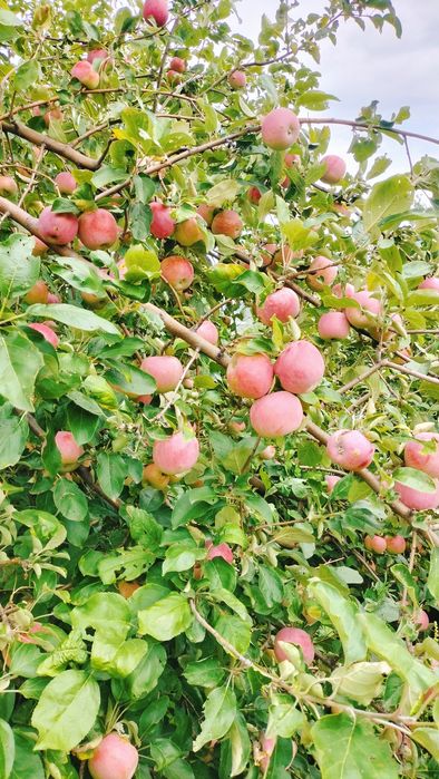 Продам дачу,с о Коммунальник