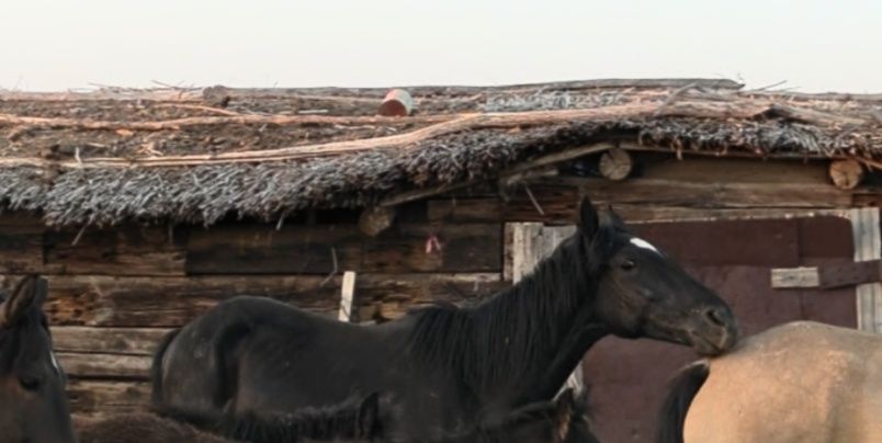 Тай сатылады продам