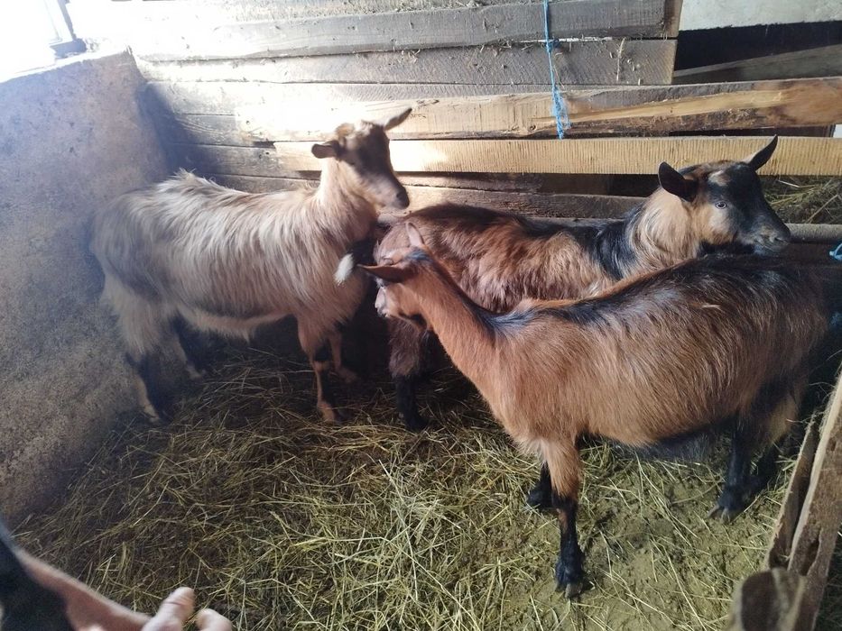 Capre tinere metis de alpin franceze.