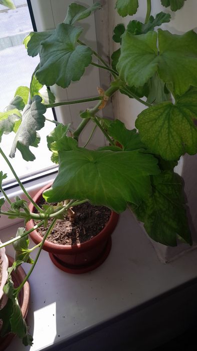 Цветы  восьмое марта