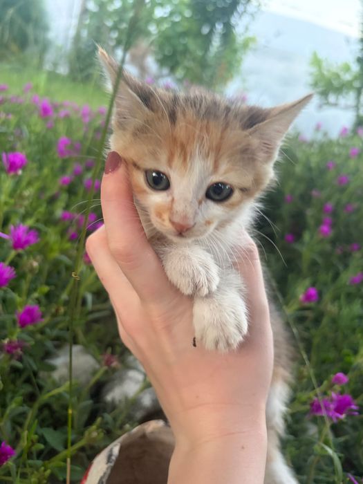 Подарявам котета