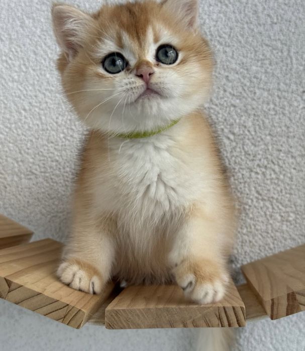 British shorthair golden de ELITA !! Certificat pedigree WCF