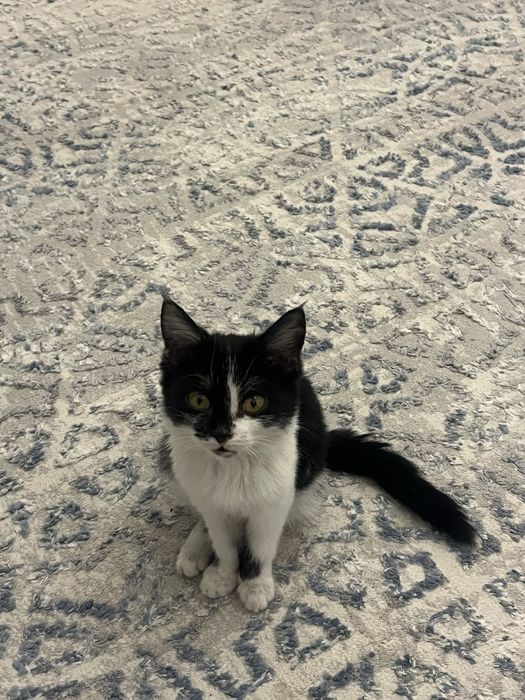 Котенок в добрые руки,девочка