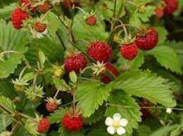 Stoloni capsuni Albion fragi mur zmeur smochin agris tayberry albizia