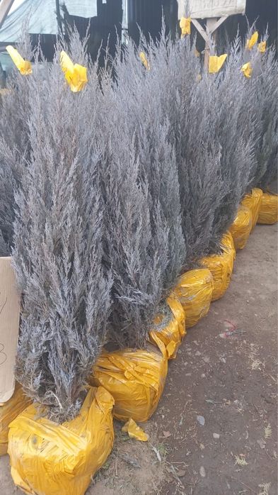 Саженцы оптом бағада