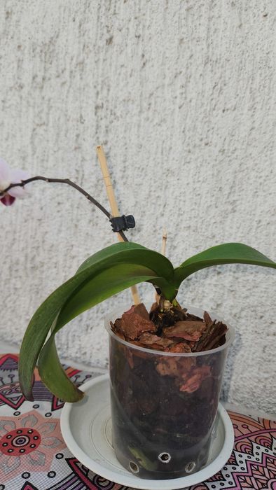 Продам мини орхидею