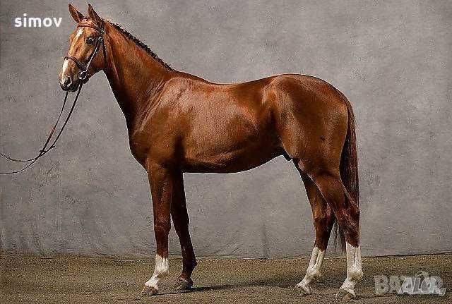 Фенилбутазон 99 % прах - обезболяващо за коне.