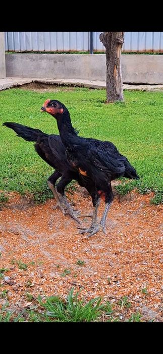 ганой  100% 3 месяца