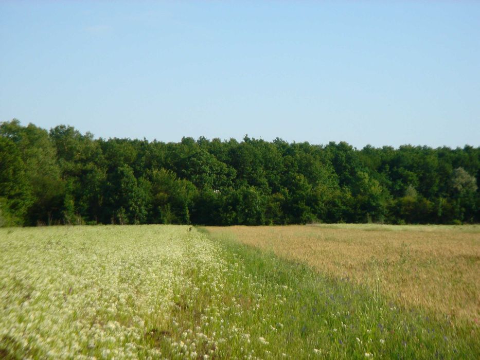 Vand teren padure, Ciolpani