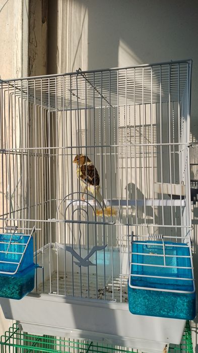 Срочно продаётся Канарейки