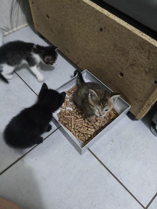 Отдам очаровательных котятокк