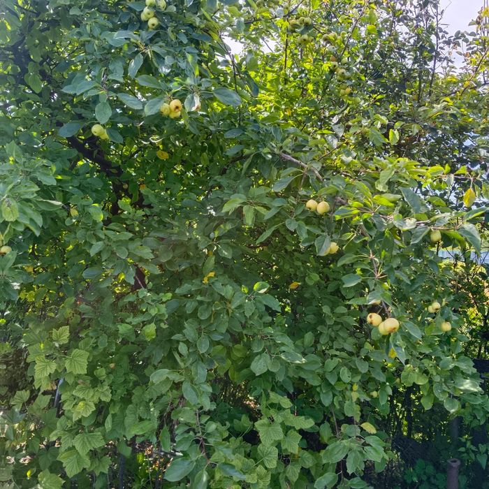 Отличная Дача с банькой