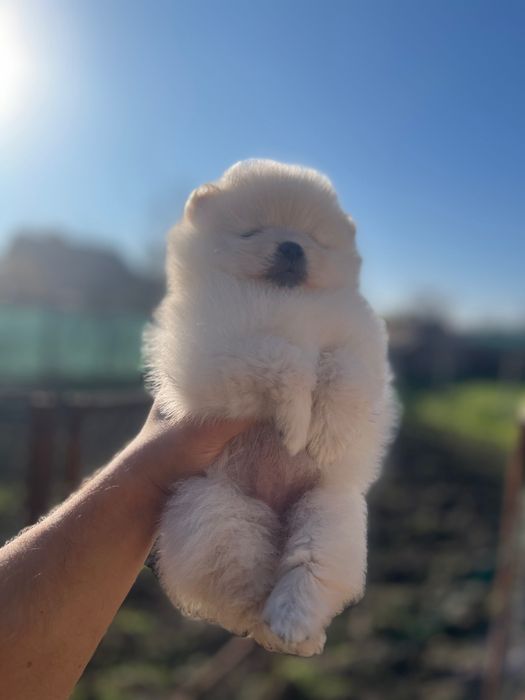 Мини померанчета