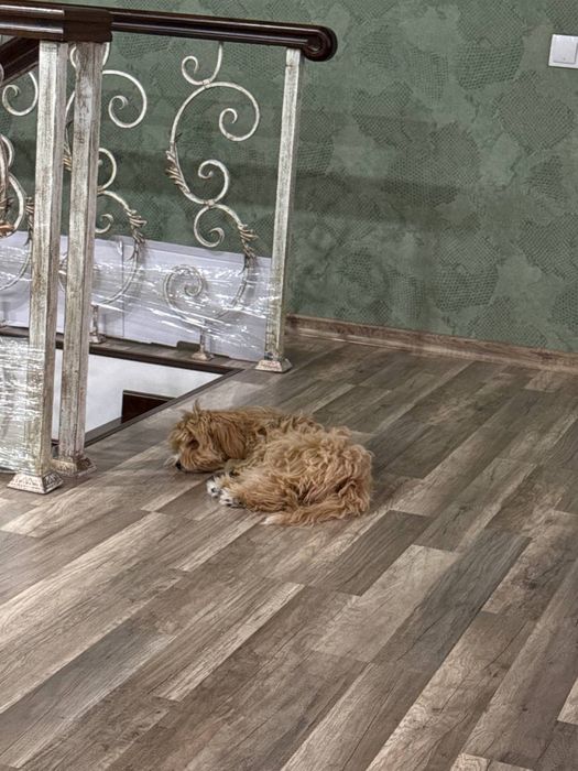 Ваш надежный Pet-ситтер Жасмин | Передержка, Выгул, Детский сад