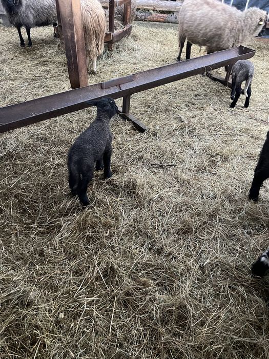 Miei de carne din gemeni