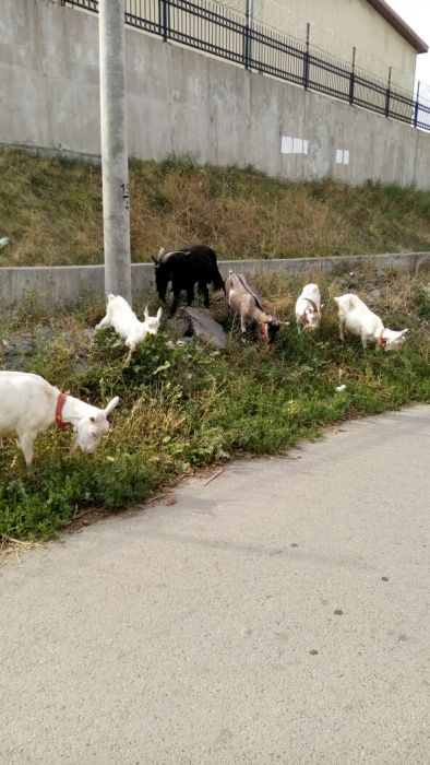 Козье молоко с доставкой на дом!