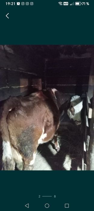 Продам корову и быка