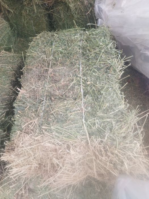 Жоңышқа Клевер бар