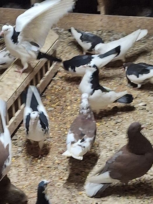 Пазарджишки високолетачи гълаби