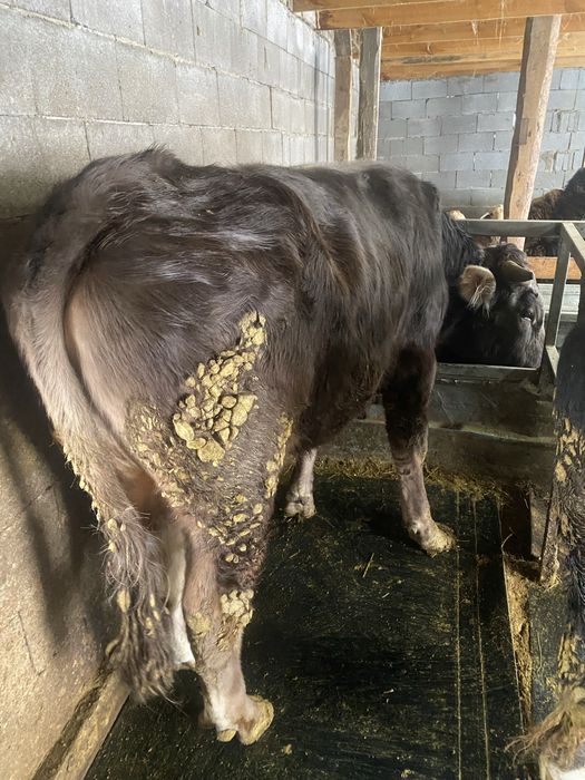 Бык Алатауской породы