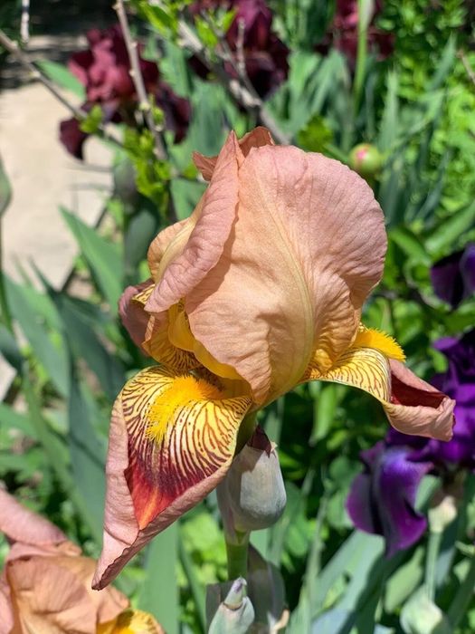 Ирисы голандские, папортники.