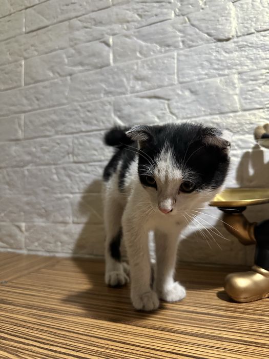 Вислоухая кошечка