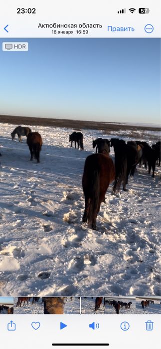 Торы байтал буаз сатылад рысак