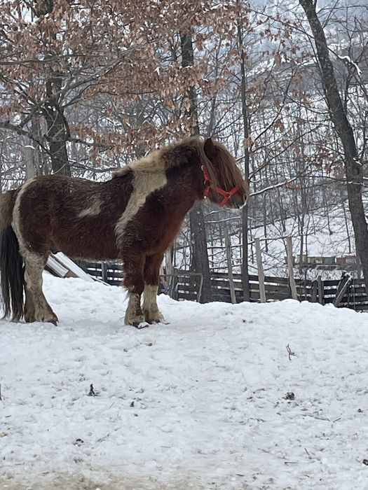 Vand ponei foarte cuminte