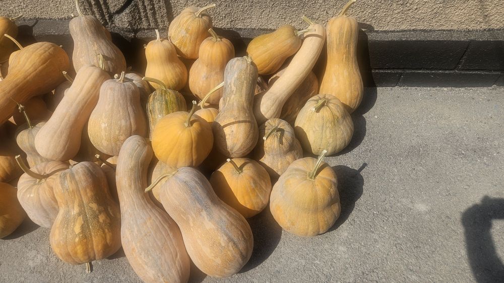 Продам тыкву 120