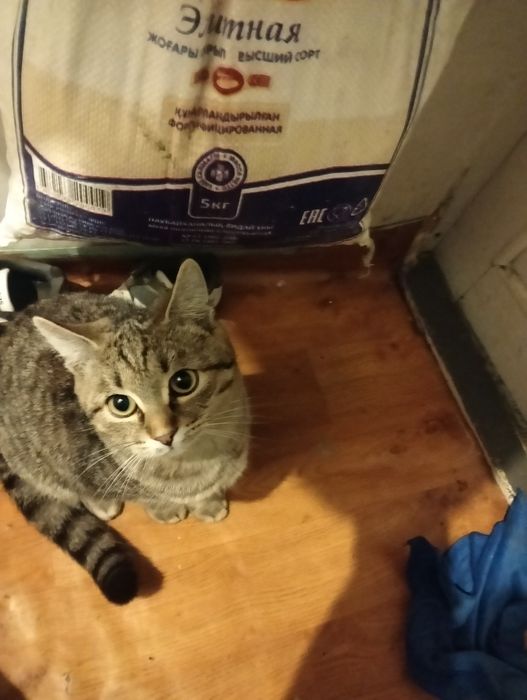 Котенка в хорошие руки
