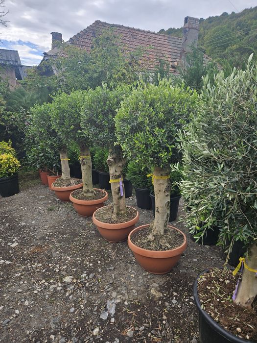 Maslin leilandy phoetinia eonymous Camelia spirale ponpon