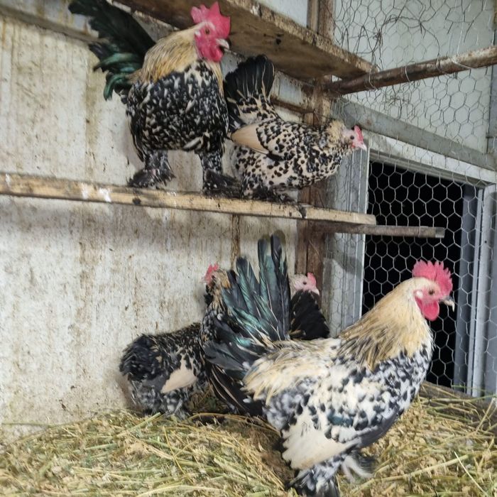 Ouă de găină rasa mii de flori